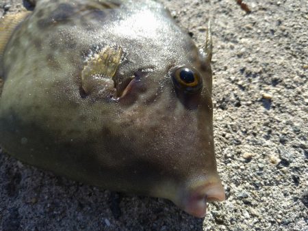 爆風カマス釣り